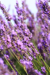 Lavender field in UK