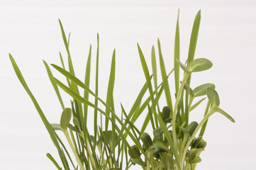 Green young wheat and young sunflower, on white background