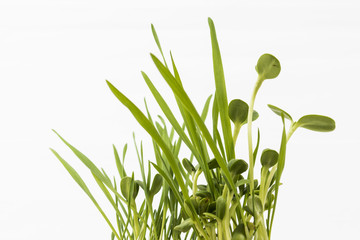 Green young wheat and young sunflower, on white background