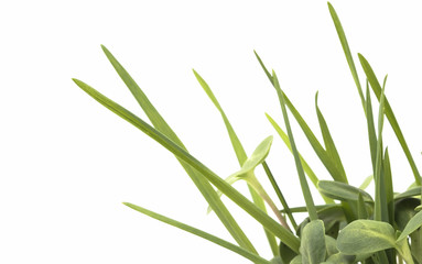 Green young wheat and young sunflower, on white background