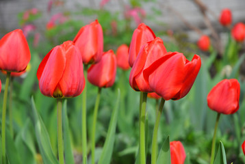 Beautiful Holland Red tulips. Red tulips in spring garden flowerbed.