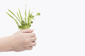 Green young wheat in children's hands, on white background