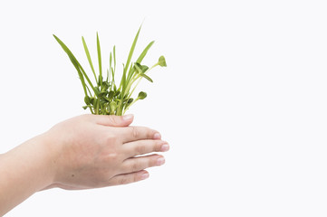 Fototapeta na wymiar Green young wheat in children's hands, on white background
