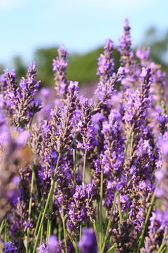 Lavender field in UK © nomadphotographs