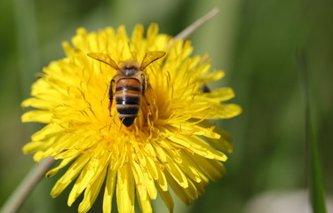 westliche Honigbiene beim Pollensammeln auf einem Löwenzahn