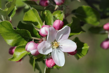 Blüte eines Holzapfels im Frühling