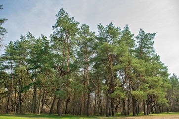 Enter to the Coniferous forest land