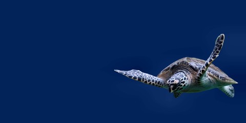 Sea turtle or sea turtle on blue isolated background