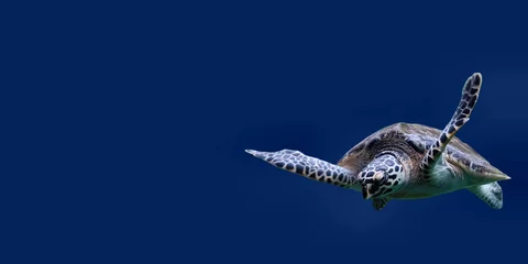 Foto op Plexiglas Sea turtle or sea turtle on blue isolated background © Wira SHK