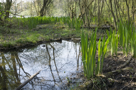 Sumpfgebiet mit Sumpfschwertlilien,  Naturschutzgebiet Beversee,  Bergkamen, Ruhrgebiet, Nordrhein-Westfalen, Deutschland, Europa