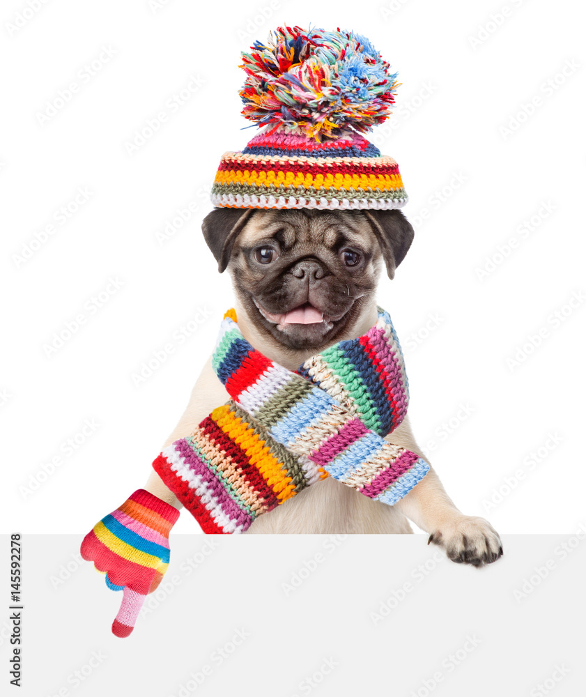 Poster pug puppy wearing a scarf and warm hat peeking and pointing at empty board. isolated on white backgr