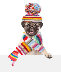 Pug puppy wearing a scarf and warm hat peeking and pointing at empty board. isolated on white background