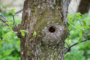 Fototapeta premium hollow of a tree trunk