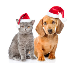 Dachshund puppy and kitten in red christmas hats together. isolated on white background
