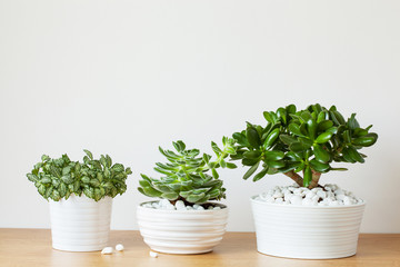 houseplants fittonia albivenis, crassula ovata, echeveria in white pots