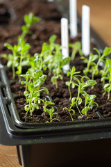 seedling plants growing in germination plastic tray