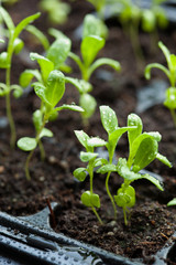 seedling plants growing in germination plastic tray