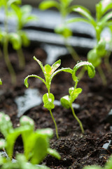 seedling plants growing in germination plastic tray