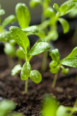 seedling plants growing in germination plastic tray