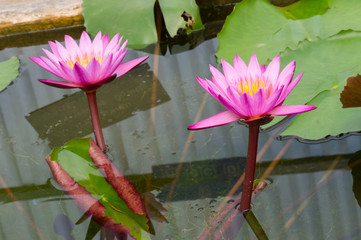 Lotus is blooming beautiful in the pool.
