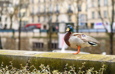Duck on the waterfront of the city