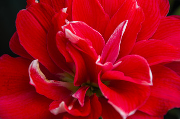 Red Crowned flower 