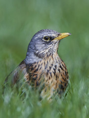 Fieldfare (Turdus pilaris)