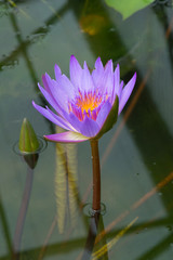 Lotus is blooming beautiful in the pool.