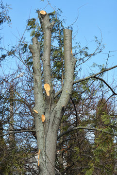Very bad tree pruning.  Common Pruning Mistake. Cutting tree branches.