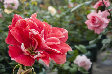 Red Crowned flower 