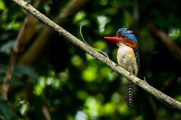 Banded Kingfisher