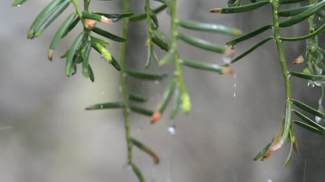 Rain drops on green leaves