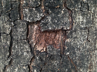 Fototapeta premium bark tree for texture and wall paper
