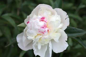 Delicate, white peonies