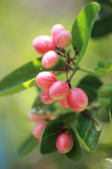 The fruit of the strange name of Thailand.