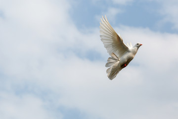 Fliegende Taube