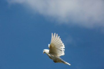 Fliegende Taubae 2
