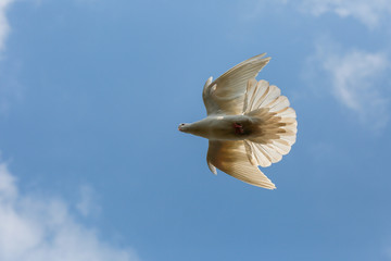 Fliebgende Taube 3