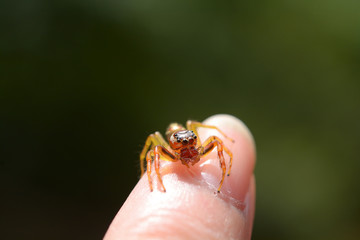 Jumping spider on finger