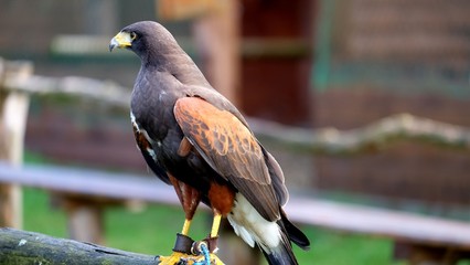 wildgehege johannismühle  baruth brandenburg