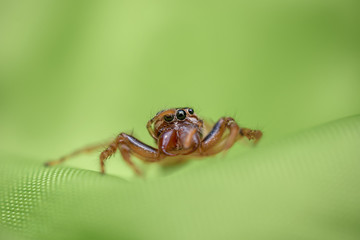 Jumping spider on green fabric with macro lens