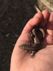 ящерица на ладони 