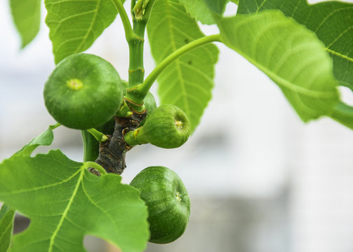 Fig fruit closeup 