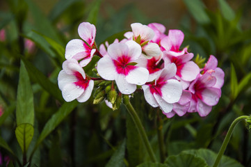 Blossoming hydrangea flower closeup 