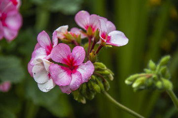 Fototapeta na wymiar Blossoming hydrangea flower closeup 