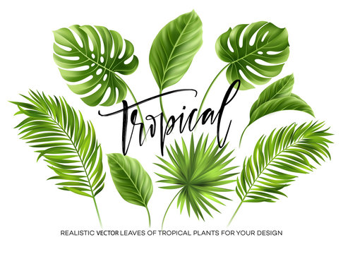 Tropical palm leaves set isolated on white background. Vector illustration