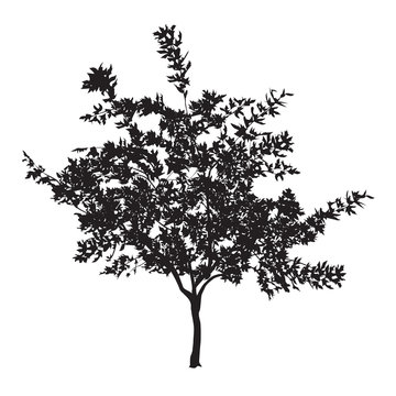 Silhouette of a young plane tree with leaves