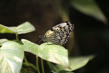 日本最大の蝶　オオゴマダラ