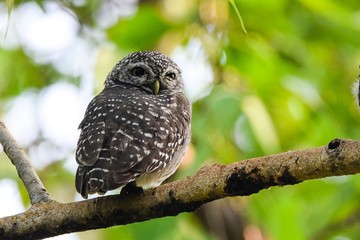 Spotted Owlet