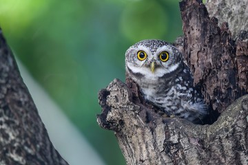 Spotted Owlet
